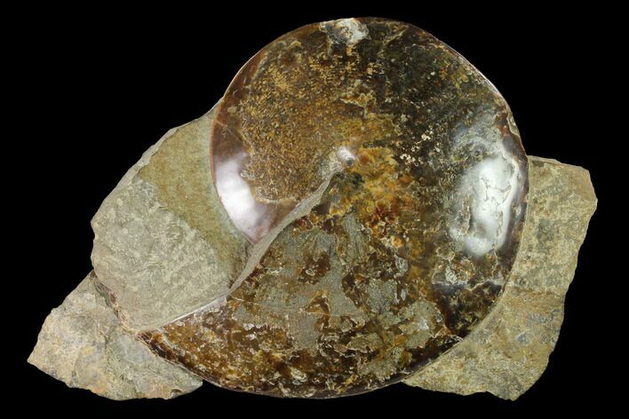 Fossil Ammonite (Sphenodiscus) in Rock - South Dakota #143841